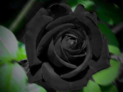 Free Download Black Rose Wallpaper High Definition High Quality