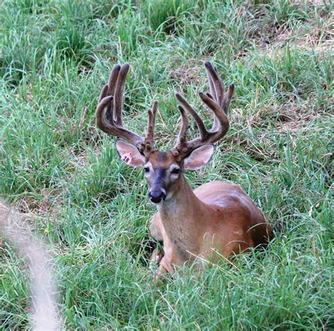 Bayou Bucks Is A Licensed Louisiana Deer Farm Specializing In Trophy