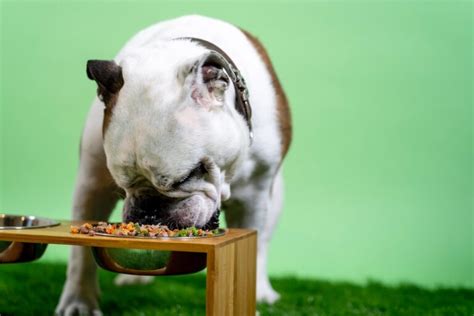 Chicken Allergies In Dogs Symptoms Causes And Treatment Yocanine
