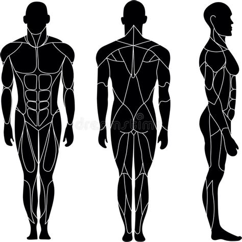 human body outline front back stock illustrations 659 human body outline front back stock