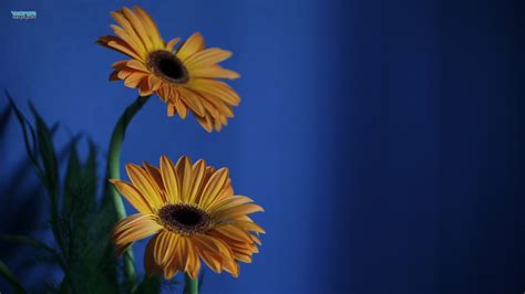 วอลเปเปอร์ 1920x1080 Px พื้นหลังสีน้ำเงิน ดอกไม้สีเหลือง 1920x1080