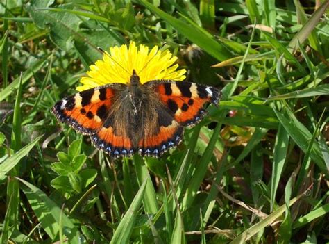 Small Tortoiseshell Butterfly Nymphalis © Kenneth Allen Geograph