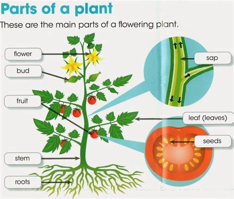 Plants Structure And Functions