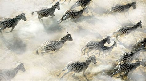 The Truth Behind Why Zebras Have Stripes Bbc Future