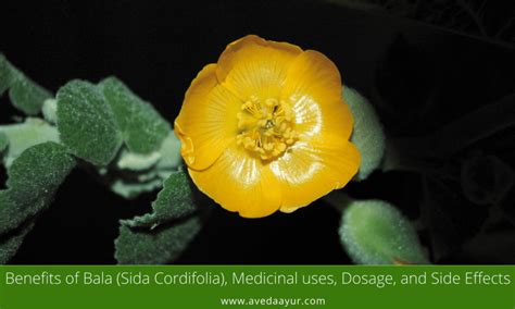 Benefits Of Bala Sida Cordifolia Dosage And Side Effects