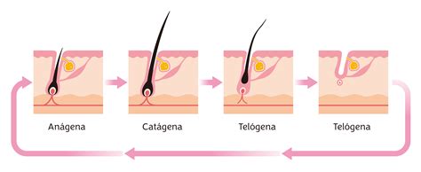Fases De Crescimento Do Pelo Clínica And Cirurgia Capilar