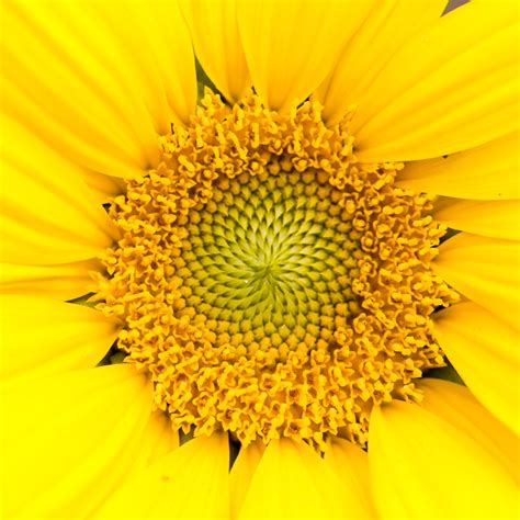 Parts Of A Sunflower With Pictures Green Garden Cottage