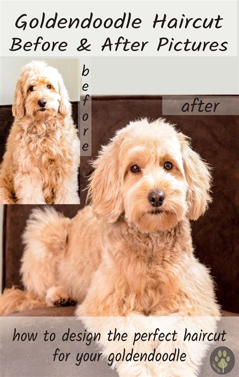 Ideal to prevent matted curly hair. Goldendoodle haircut before and after pictures! # ...
