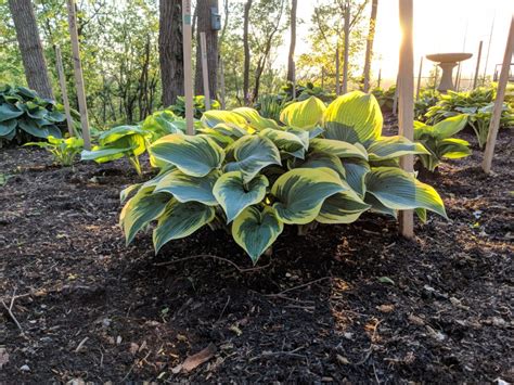 First Frost Hostas On The Bluff