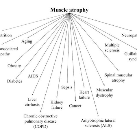 Pdf Muscle Changes During Atrophy
