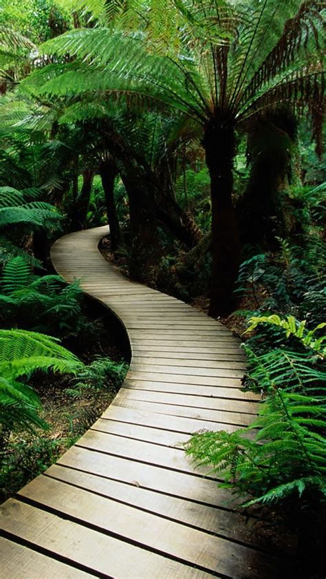 Wood Path In The Jungle Iphone Wallpapers Free Download