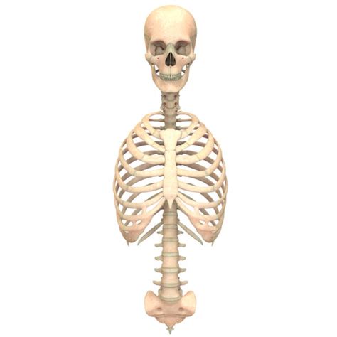 Axial Skeleton Stock Photos Pictures And Royalty Free Images Istock