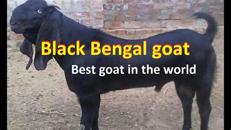 Black Bengal Goat Best Goat Breed In The World Youtube