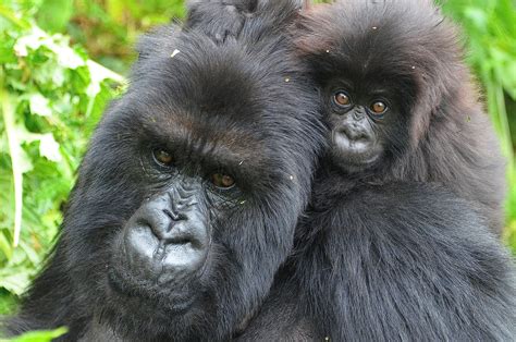 Gorilla Moms And Dads Being Together Dian Fossey
