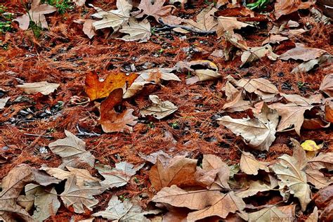 The Ground Was Covered With Pine Needles And Leaves~ Fall