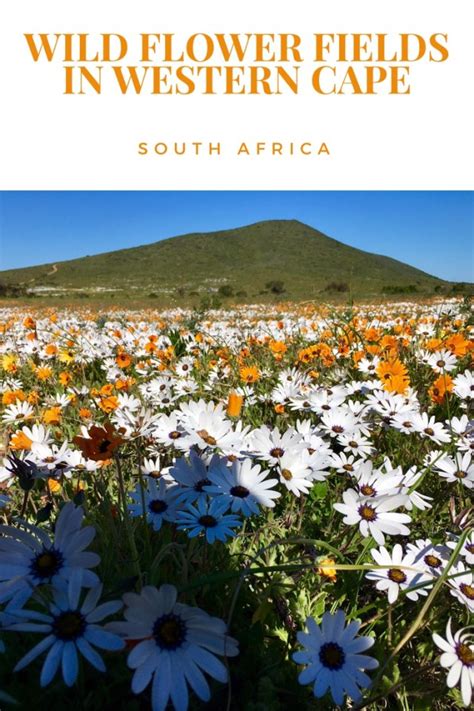 Wild Flower Fields In Western Cape The Travelling Pinoys