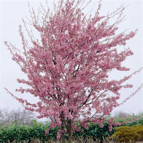 Prunus Okame Cherry Blossom Tree Blossom Trees Pink Blossom Tree