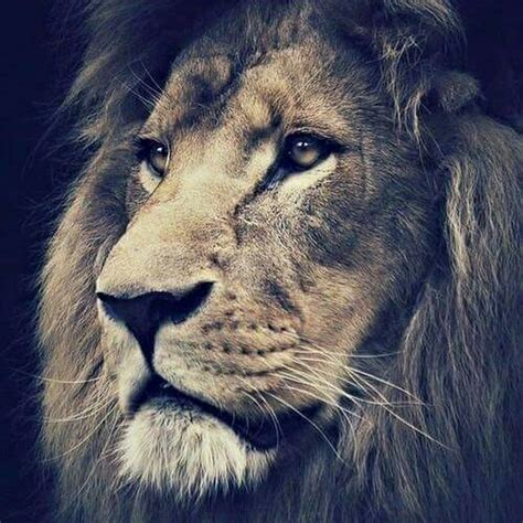 Субханаллахи ва бихамдихи, субханаллахиль азым. أسد الله - YouTube