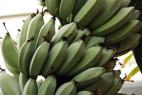 The Improbable Rise Of The Banana Americas Most Popular Fruit Vox