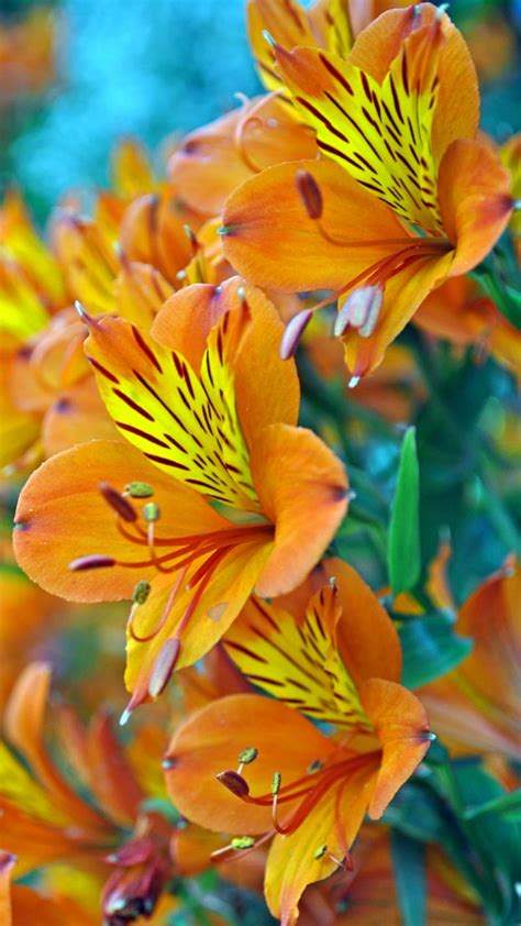 Lilies Flowers Orange Hd Phone Wallpaper Peakpx
