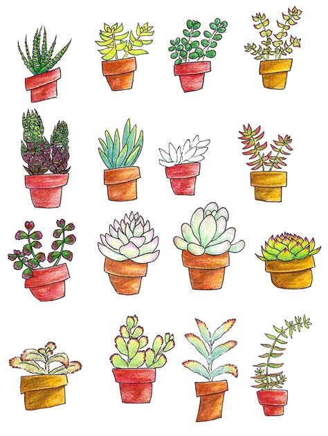 Succulent Plants Drawing Types Of Succulent Plant