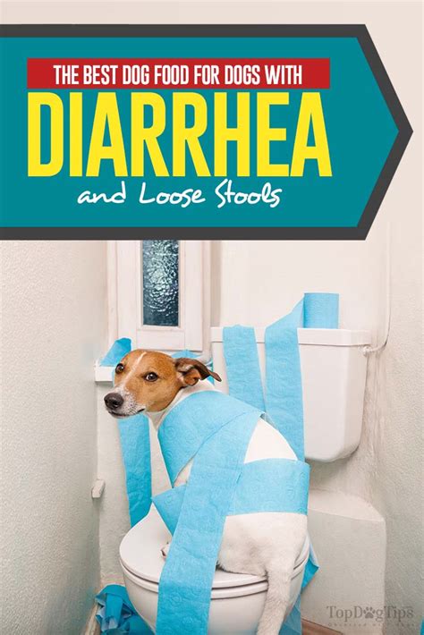 Top 20 What To Feed Puppy With Diarrhea