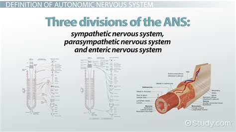 Autonomic Nervous System Function Definition And Divisions Video And Lesson Transcript