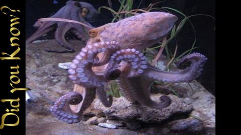 Giant Pacific Octopus Eating