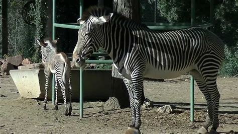 Newborn Baby Zebras And Their Moms Denver Zoo Youtube