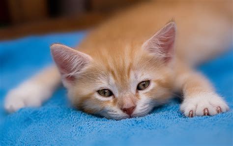 49 Free Kitten Wallpaper For Desktop