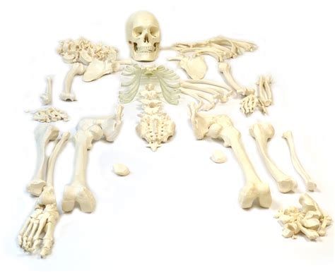 Disarticulated Human Skeleton Full Life Sized 62 Model Height