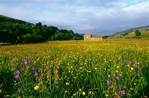 Inspiring English Wildflower Meadows You Can Visit In Wild