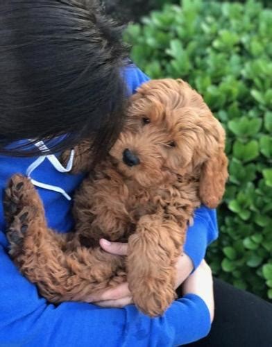 Our f1 aussiedoodles are raised on our ranch in lipan, texas, where they are a part of our family and. Goldendoodle Puppy for Sale - Adoption, Rescue for Sale in ...
