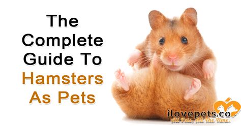 The Complete Guide To Hamsters As Pets