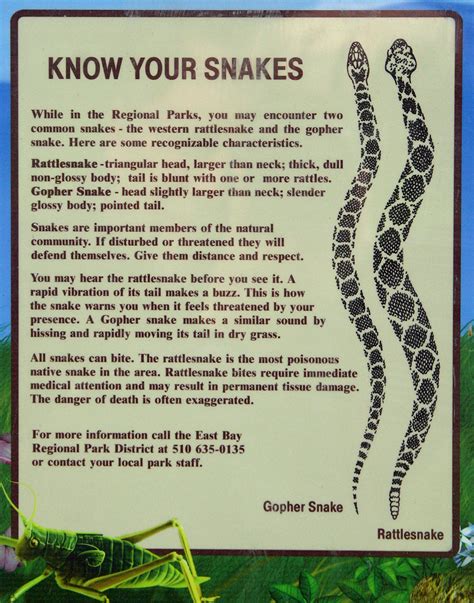 Rattlesnake vs bull snake vs copperhead venom comparison. Gophersnakes found in California