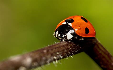 Animals Insects Macro Ladybirds Wallpapers Hd Desktop And Mobile