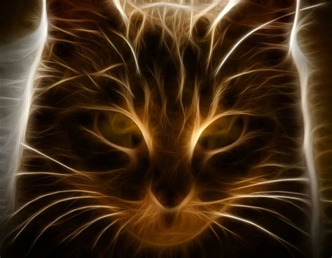 Fractal Cat Cat Illustration Graphic Art Fractals