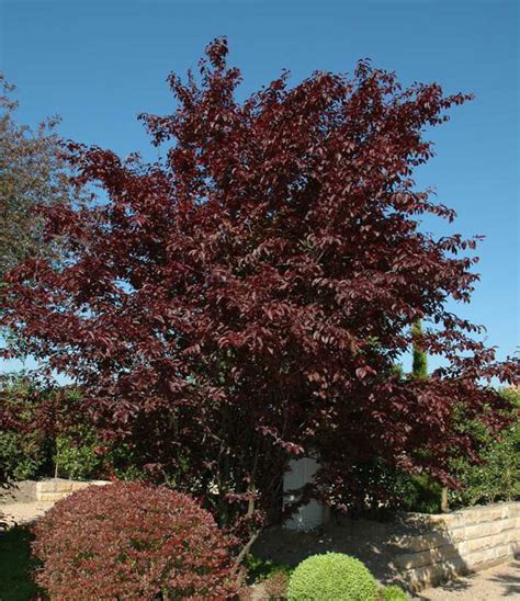 Prunus Cerasifera ‘nigra Hello Hello Plants And Garden Supplies
