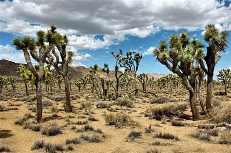 Joshua Tree National Park Mojave Desert California Usa Stock Image
