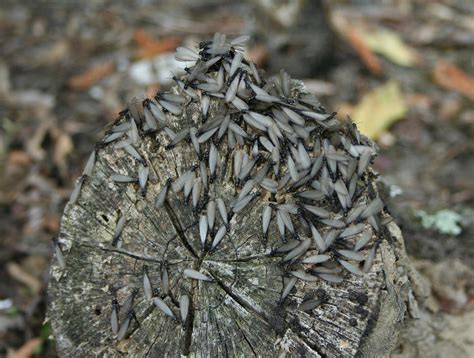 How To Spot Drywood Termites Jd Smith Pest Control