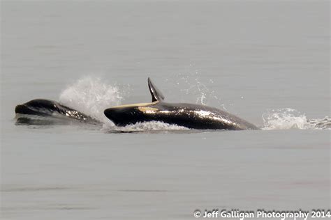 Spyhopping Orca Cow Taken Off The Southwest Coast Of San J Flickr