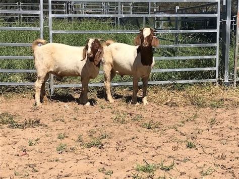 Lot 2 2 Goats Bucks Auctionsplus