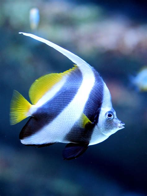 Tropical Fish Identification Pet Ponder