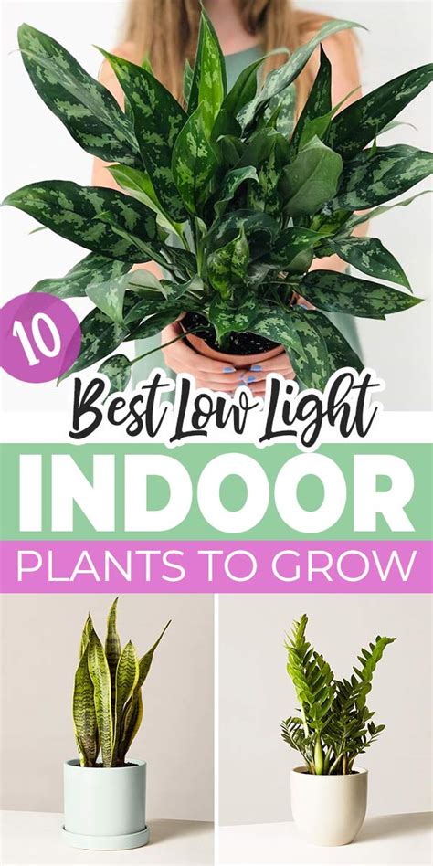 10 Best Low Light Indoor Plants To Grow The Garden Glove