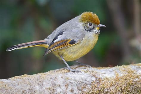 National bird sikkim animals name. These Wild Life Sanctuaries in Sikkim are not to be missed ...