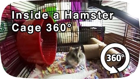 360 ° Inside A Hamster Cage Youtube