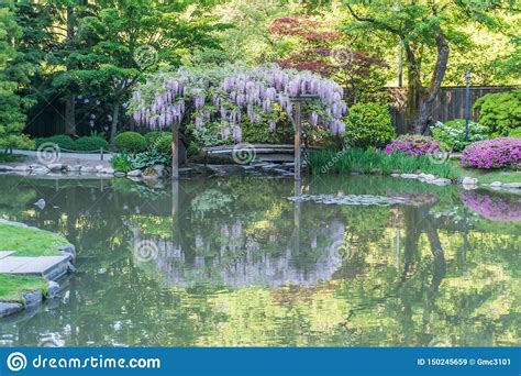 Tranquil Pond And Wisteria 2 Stock Image Image Of Reflection