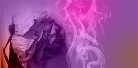 A Whithered Faded Rose And Smoke In Neon Purple Light Stock Photo