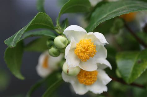 Belonging to the theaceae or tea family, the camellia plant is historically grown for the production of tea. Steph's Cup of Tea: Tea Flowers