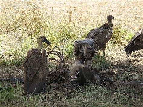 Why Are African Vultures Dying